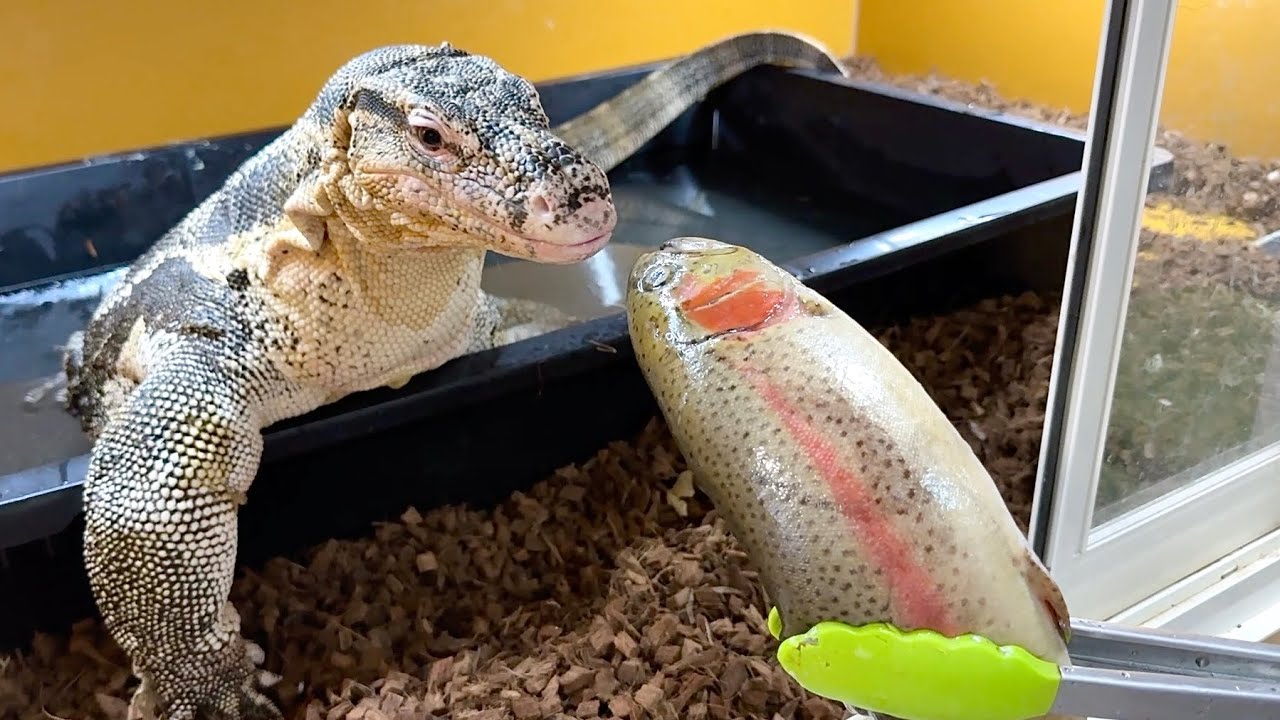 35kgの魚が届いたので我が家の巨大オオトカゲ達に食べさせてみた