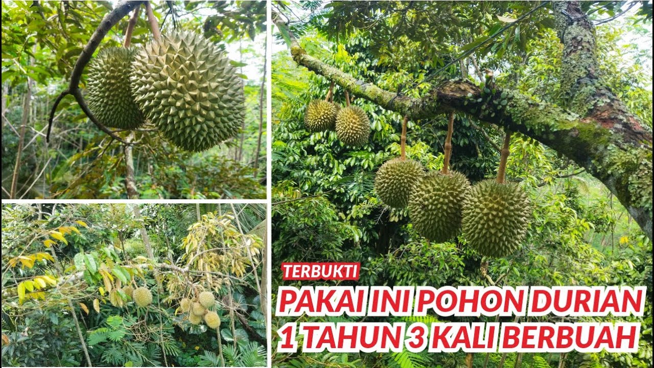 Panen Durian Hasil Aplikasi Paclobutrazol Durian Berbuah Sepanjang Musim
