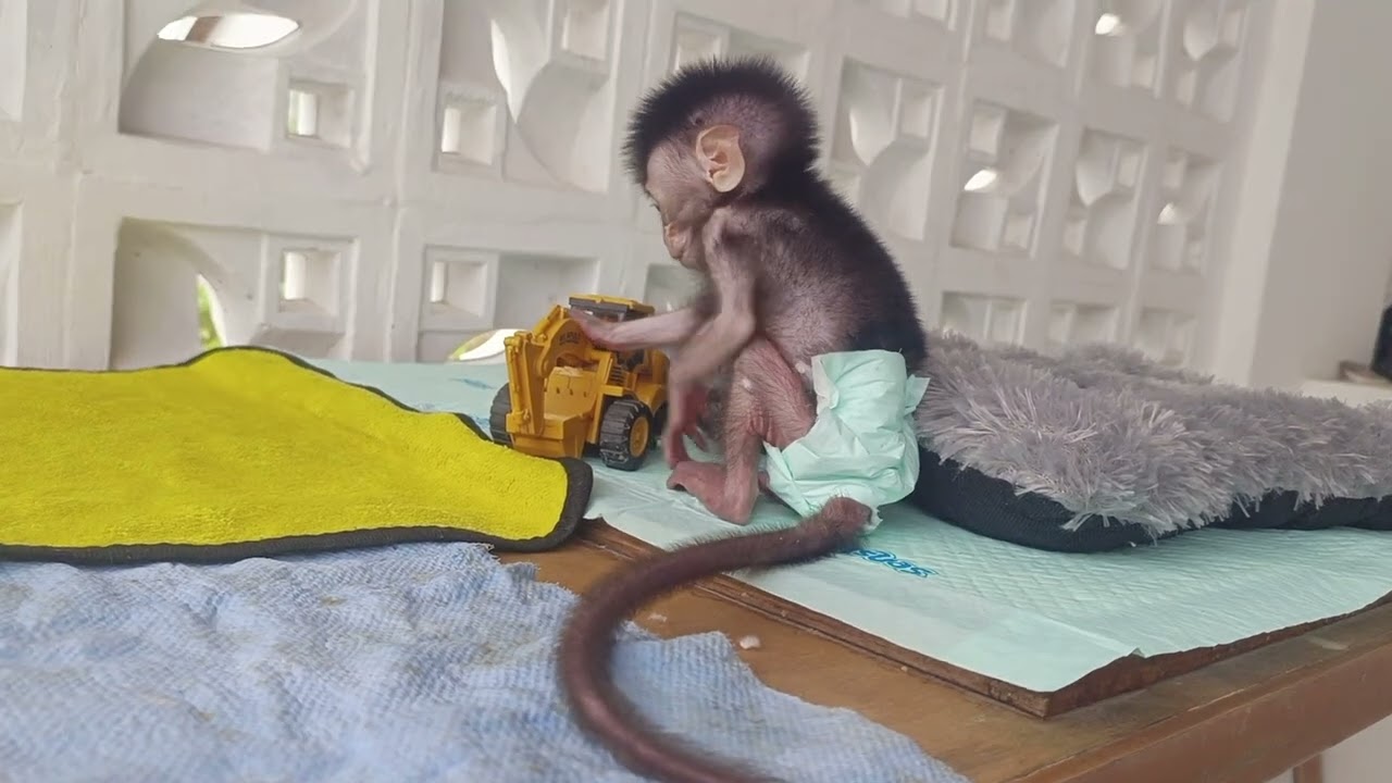 Cute baby monpai mocci is playing with his toys 🐒 #monpai #newbornmonpai #babymonkey #scaredmonkey
