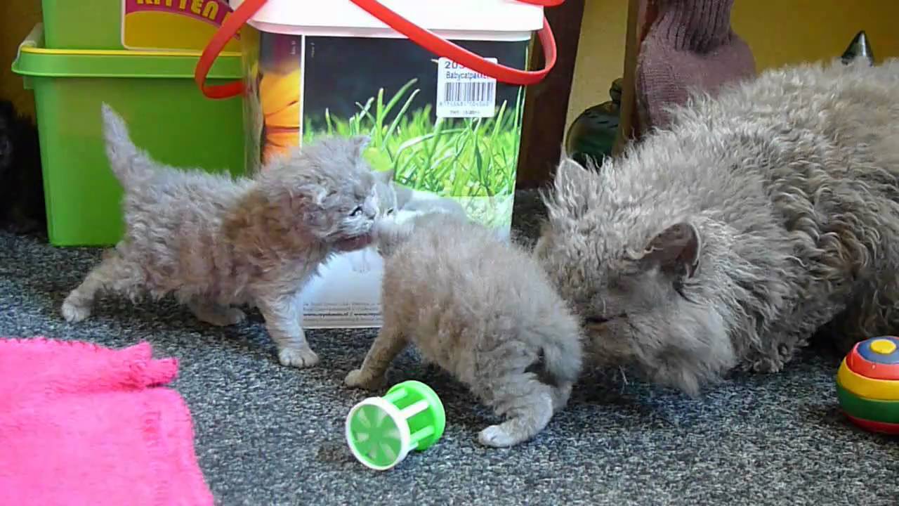 Selkirk Rex kittens - daily practice....avi