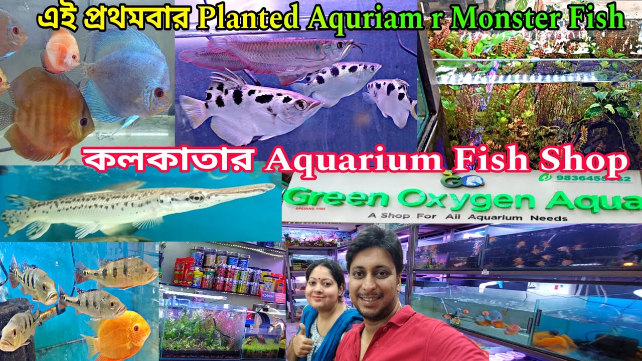Aquarium Fish Shop Kolkata | Monster Aquarium Fish | Planted Aquriam Fish | Green Oxygen Aqua | Shop