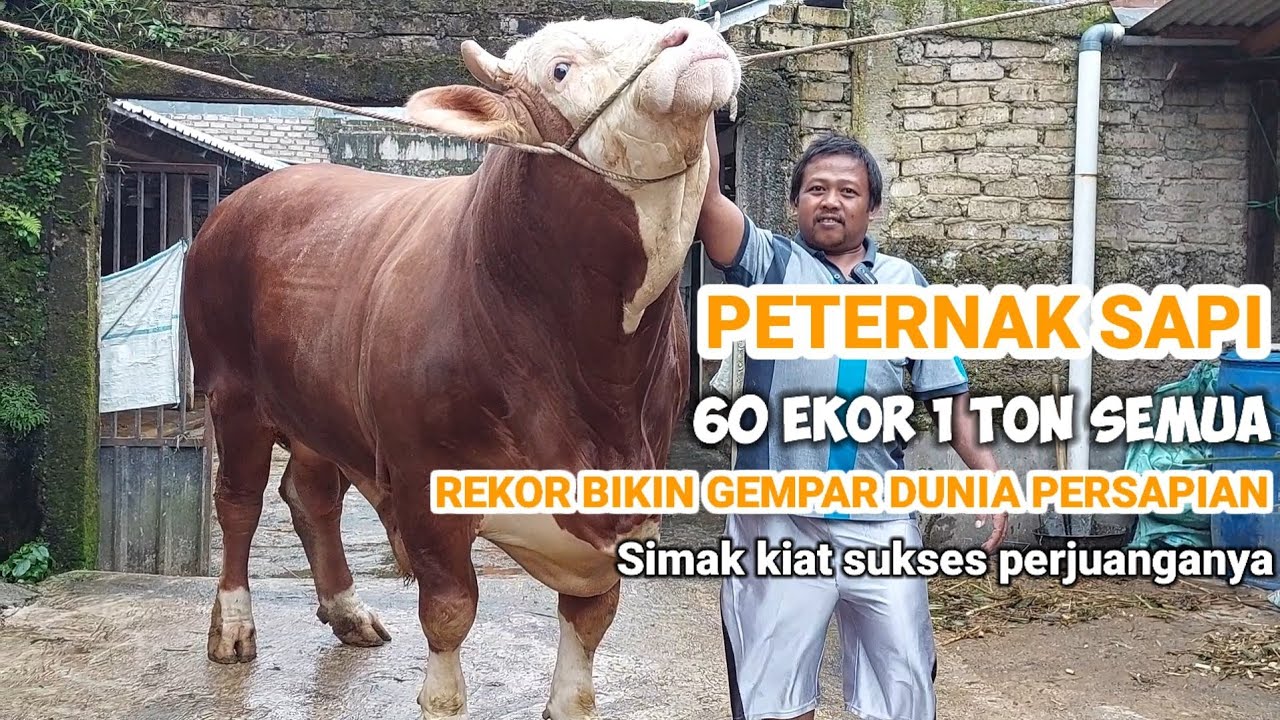PETERNAK SAPI 60 EKOR 1 TON SEMUA SIMAK KIAT SUKSES PERJUANGANYA ✅