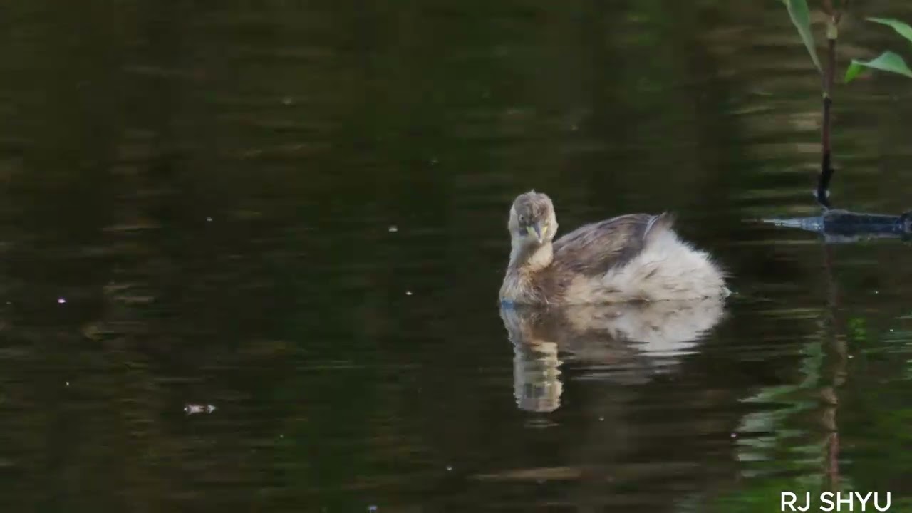 2025 FILMING BIRDS EPISODE 22 GREBE PART 2