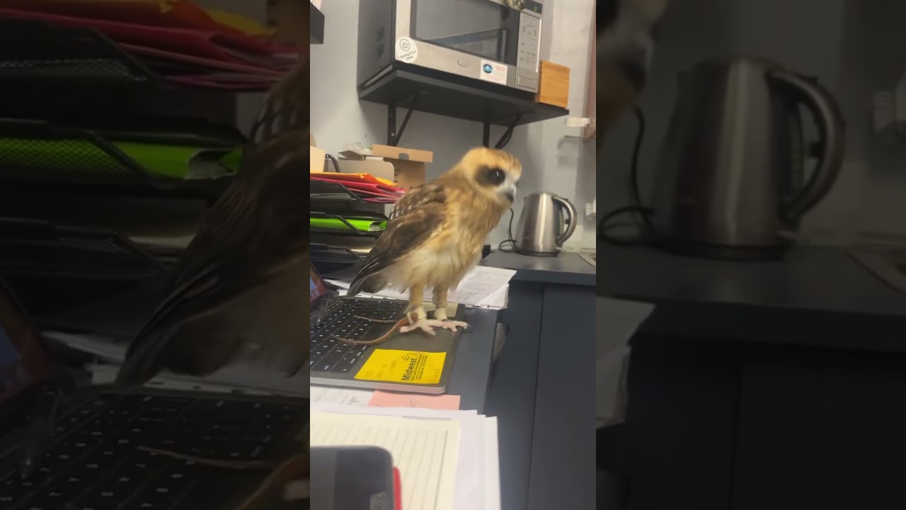 Mortimer says No! to dopamine addiction #baby #birds #babyanimals #owl