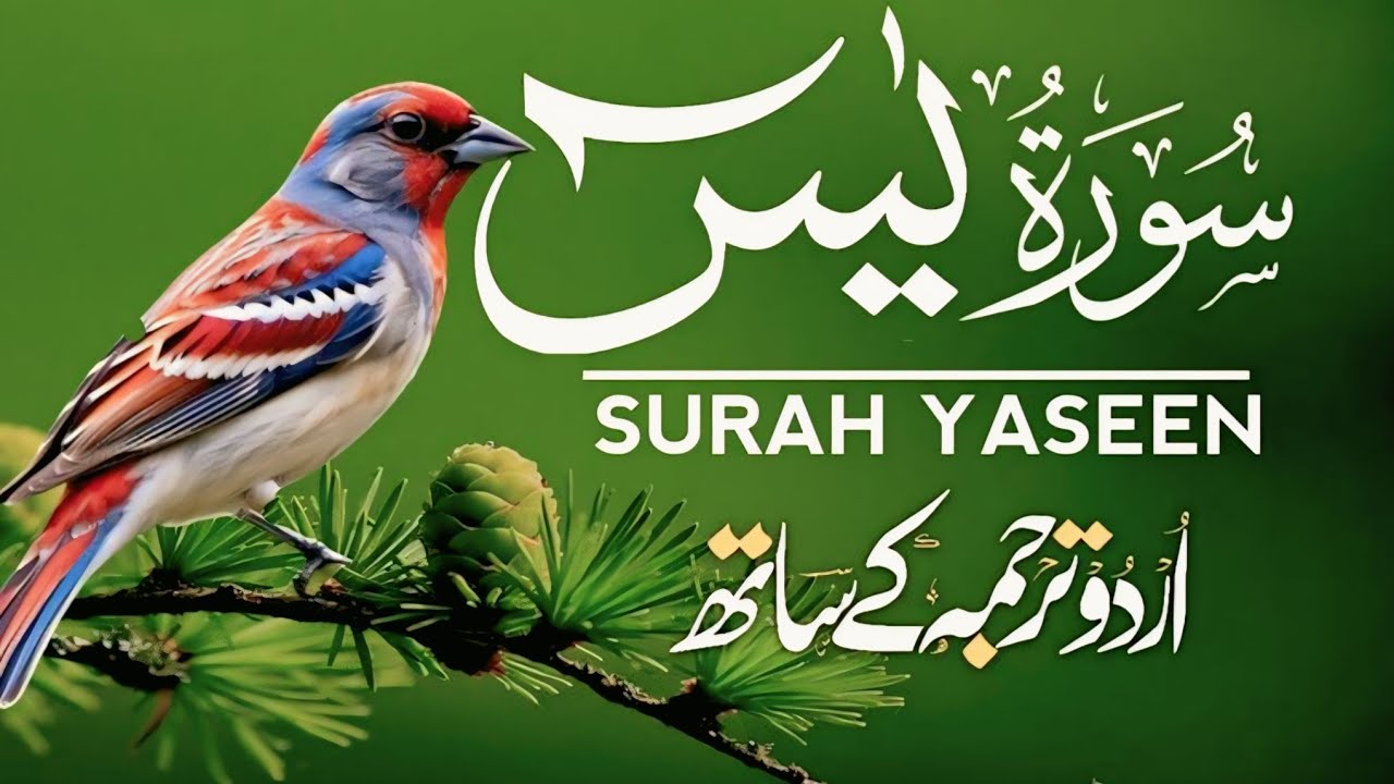 Surah Yaseen with Urdu Hindi Translation | مکمل قرآن تلاوت❤️Tilawat#trending #viral 