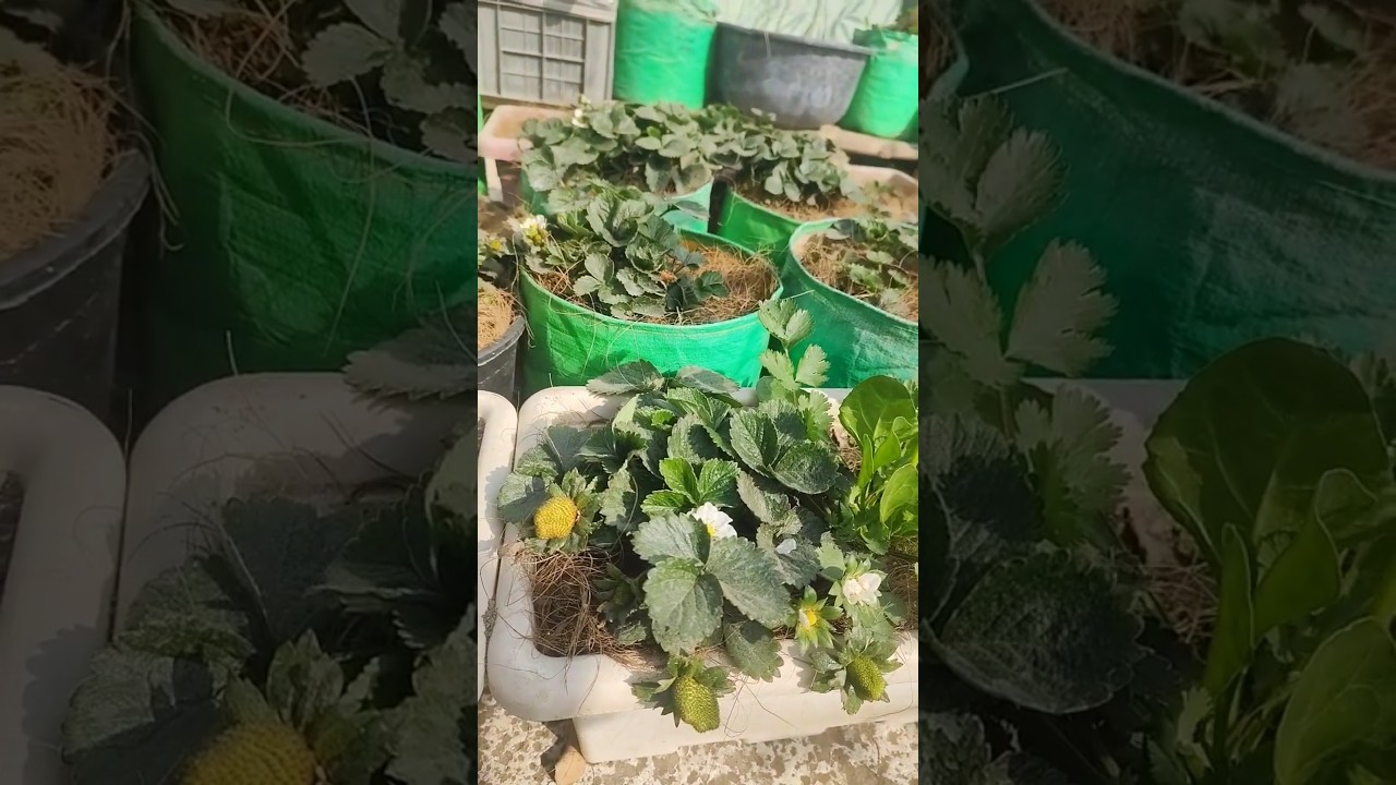 Healthy Strawberry Plant for Home Garden 🍓 | Easy to Grow | Available for Sale 