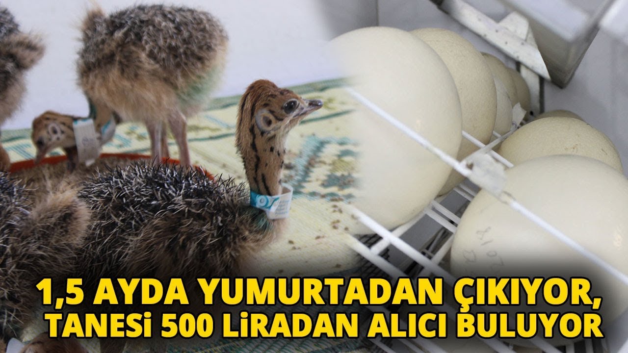 Üniversitede Üretilen Deve Kuşu Yavruları Kapışılıyor