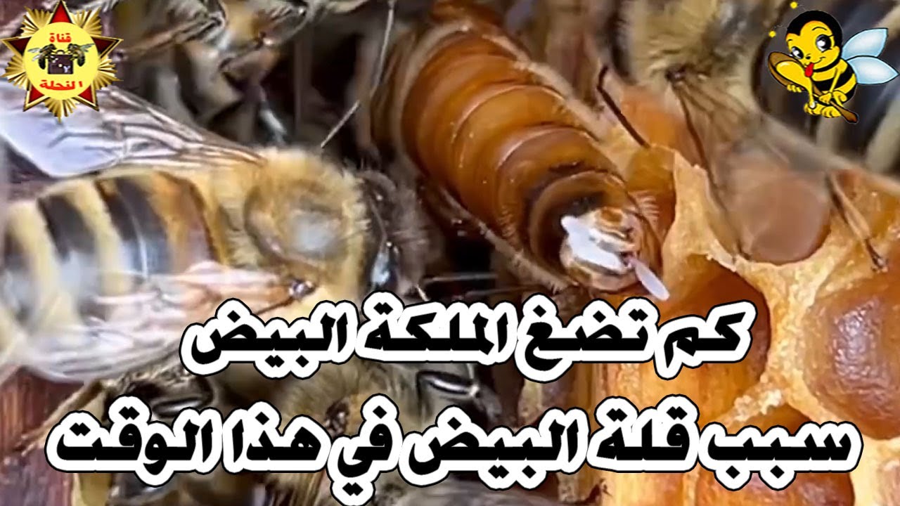 كم تضع الملكة من البيض في كل فصل ؟ ولماذا تتوقف عن وضع البيض