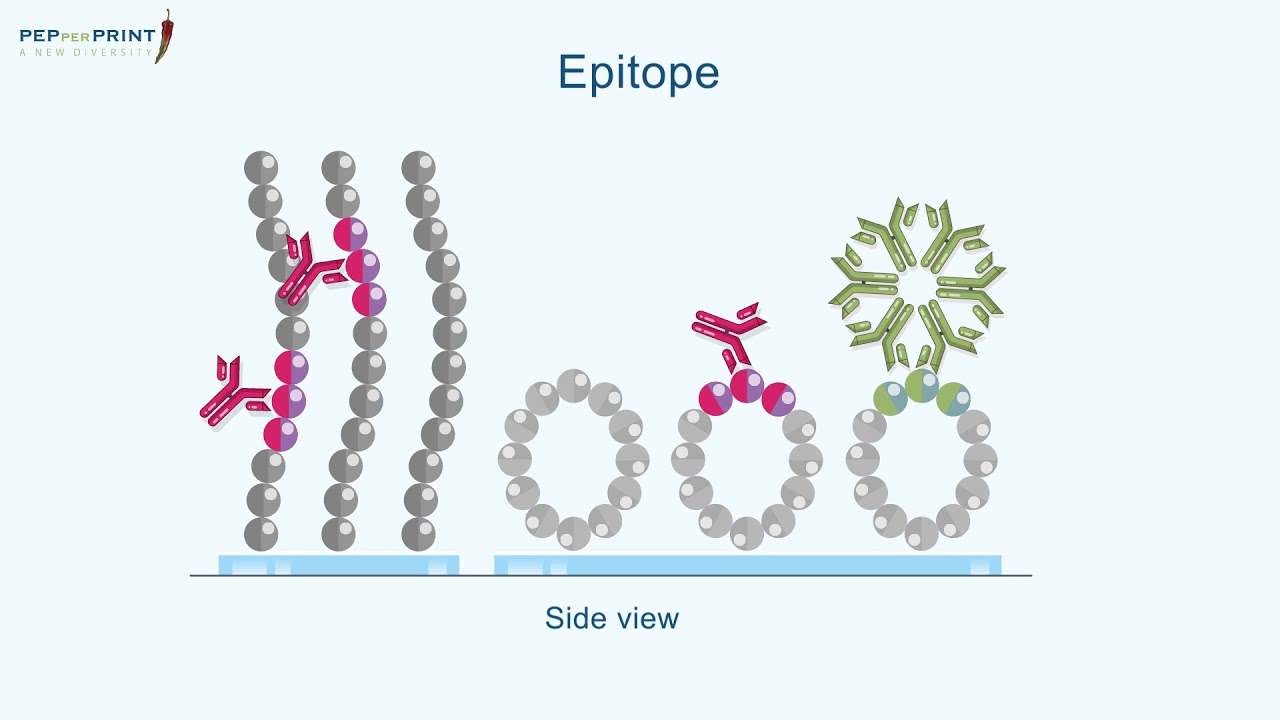 PEPperCHIP&reg;  Peptide Microarray Applications (with subtitles)