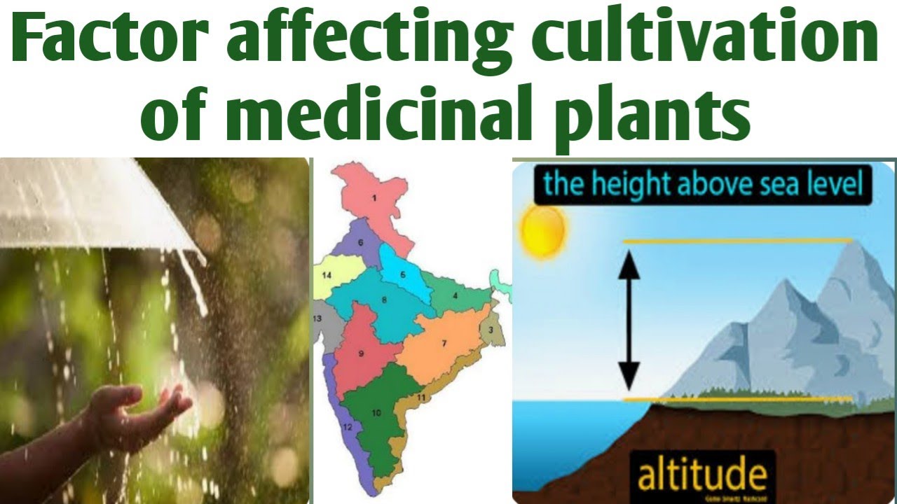 Factor Affecting Cultivation of Medicinal Plants|Unit 2|Pharmacognosy|B.Pharm 4sem #cultivation