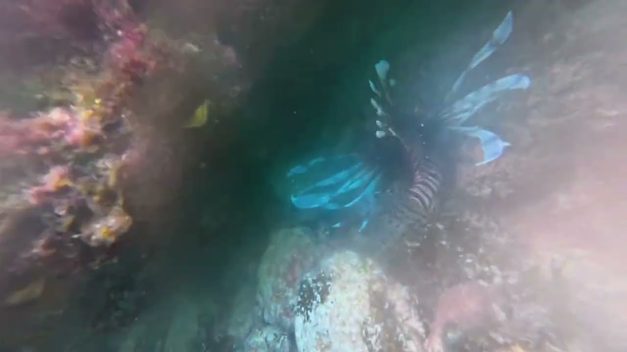Bahamy #6 - Mały bahamski snorkeling