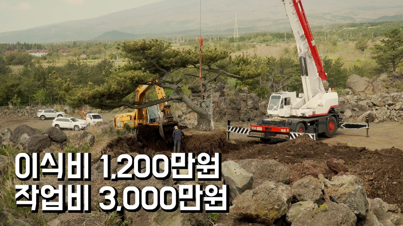 죽을 고비 넘기고 제주도에서 초고가 특수목들로 14,000평 정원 만든 39살 사장님