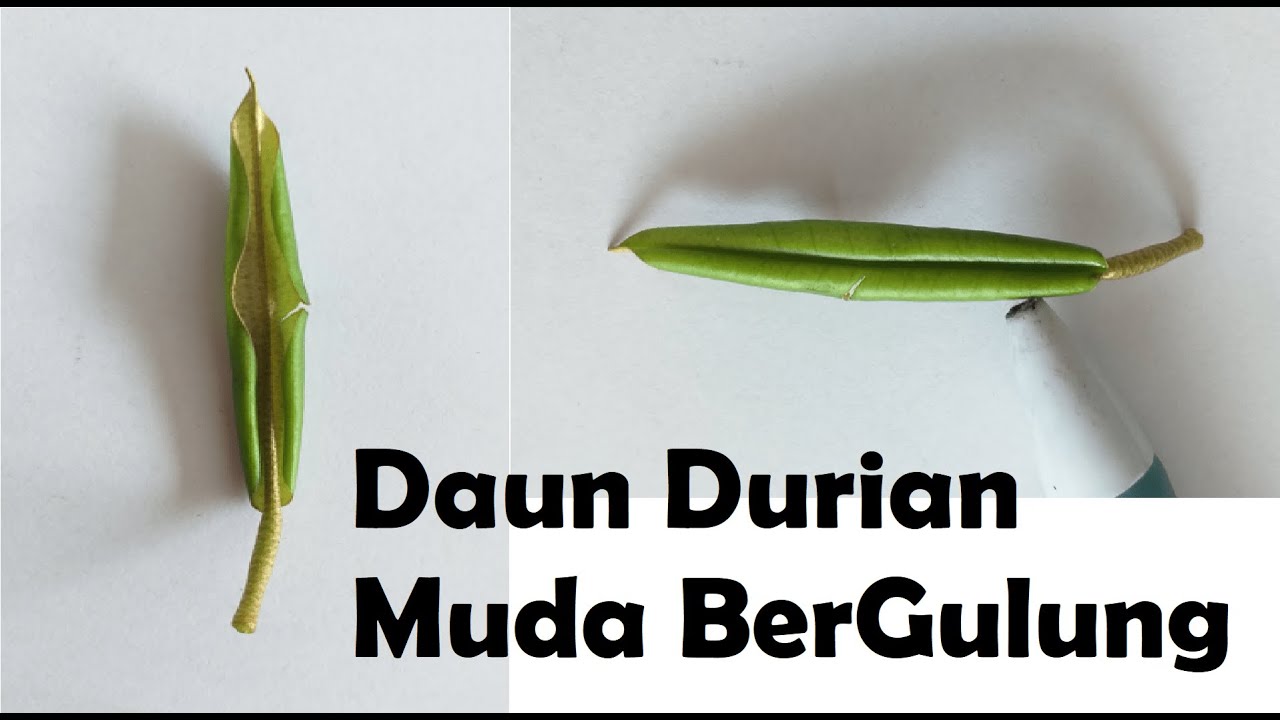 Daun Muda Durian Bergulung | Kebun BCM