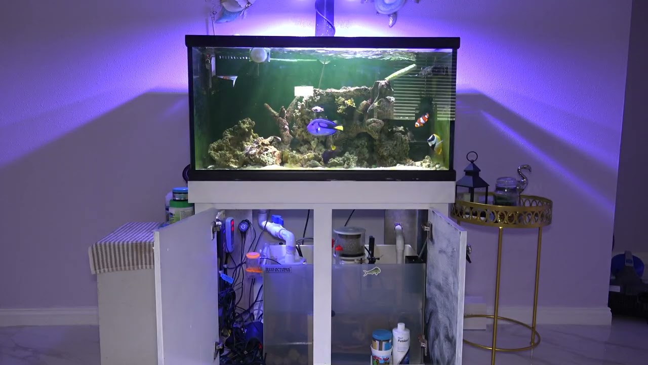 Salt Water aquarium / Reef tank Hobby - Fish tank Reef