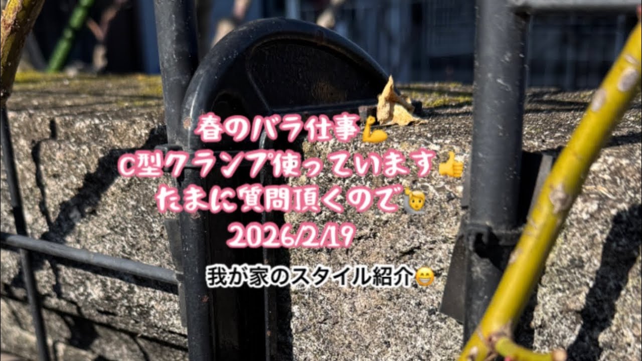 🌹2026春のバラ仕事💪C型クランプ使っています👍 2026/2/19 トレリスの留め方😊