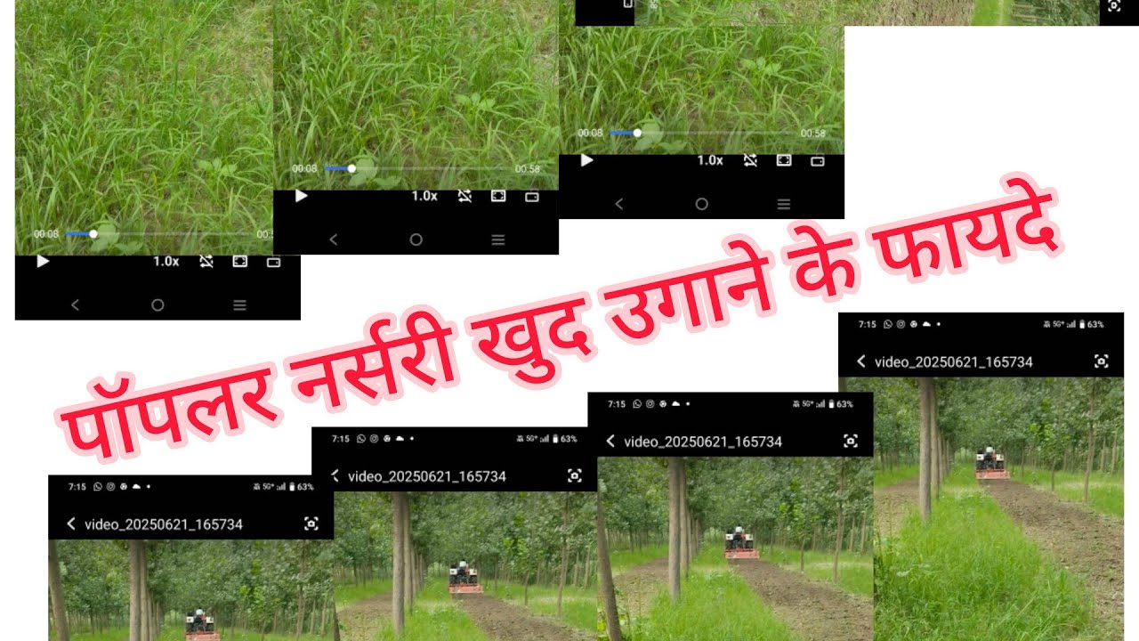 पॉपलर नर्सरी खुद उगाने के फायदे