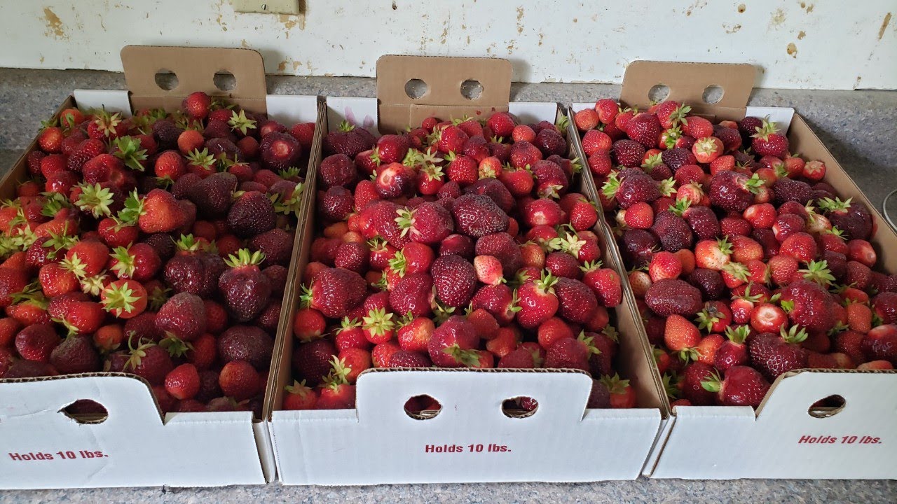 Picking And Canning Strawberries