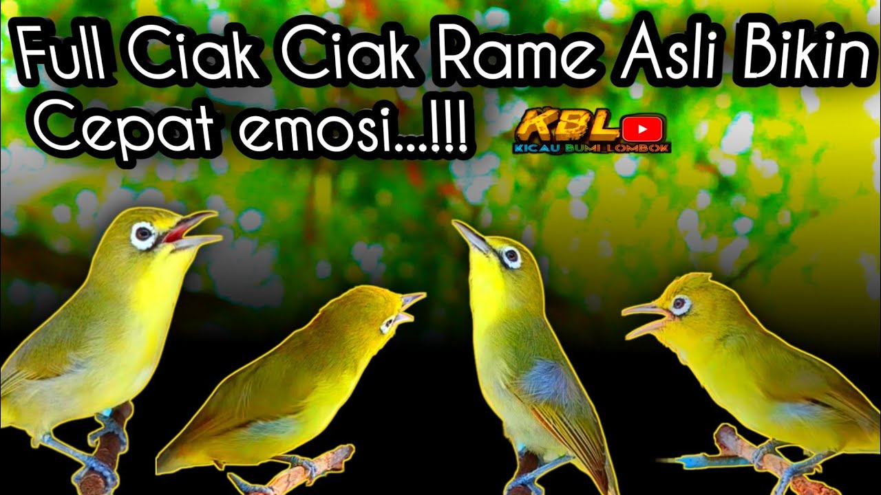 CIAK CIAK KECIAL KUNING SUPER AMPUH||BIKIN KECIAL SEHAT DAN RAJIN BUNYI||