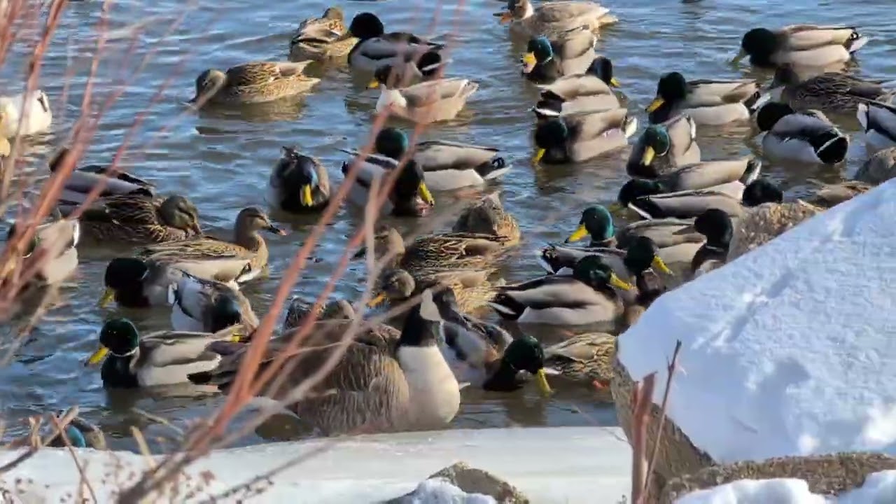 Wildlife Along Saginaw River #ducks #geese #wintertime #waterfowl #outdoors #wintersurvival