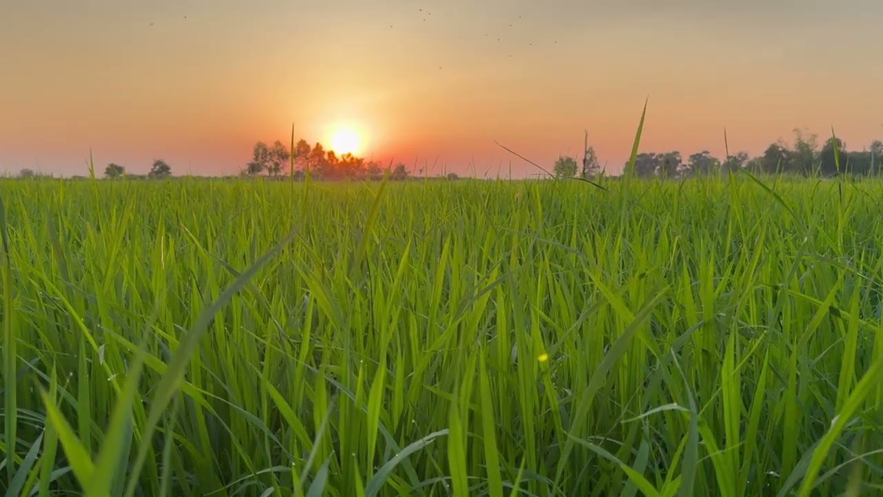 Ambient Relaxing With Rice Field View. 