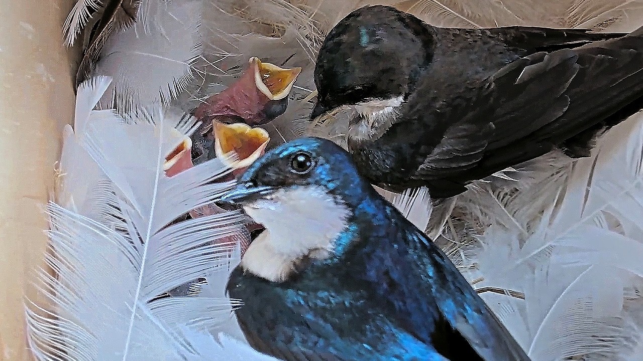 Birdhouse Camera Captures Tree Swallows Raising 5 Babies!