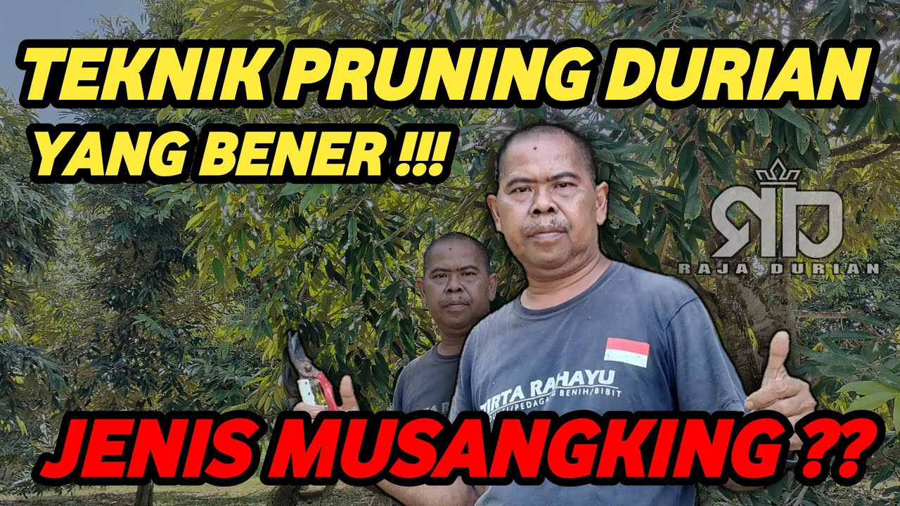 CARA PRUNING DURIAN YANG BENAR ❗❗❗