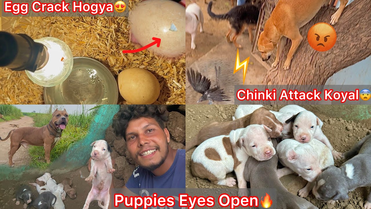 Rock Bloodline Puppies Eyes Open Hogye😍Chinki N Koyal Par Attack Kiya😨Finally Egg Crack Hone Lga🥚😨??