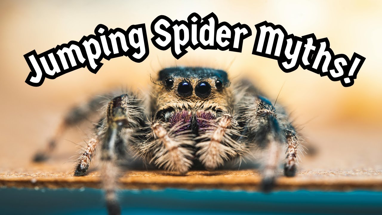Jumping Spider Myths - Pet Spider Mistakes & Myths Debunked | Spooderpods