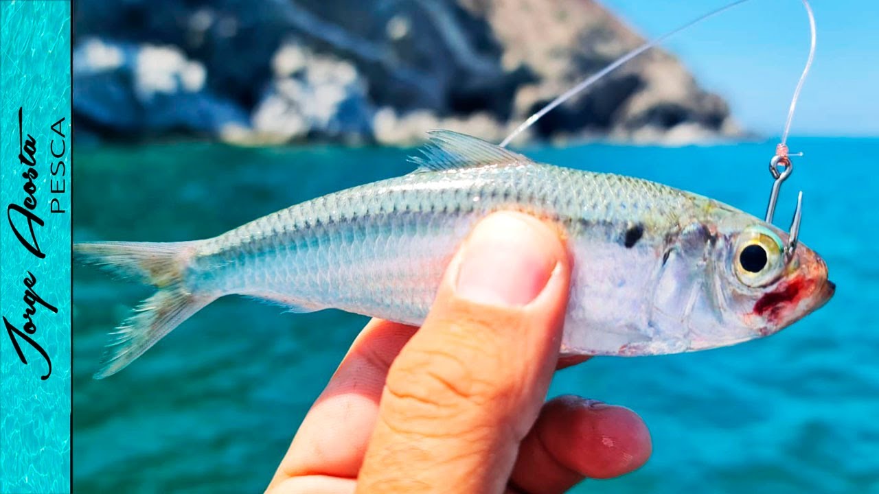 ESTA SARDINA es EXCELENTE CARNADA - Pesca en Baja California Sur