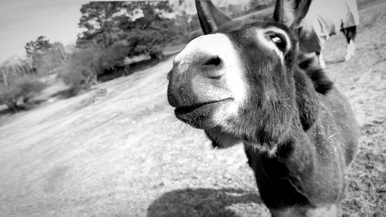 DONKEY IS NOT HAPPY ABOUT MY DECISION !