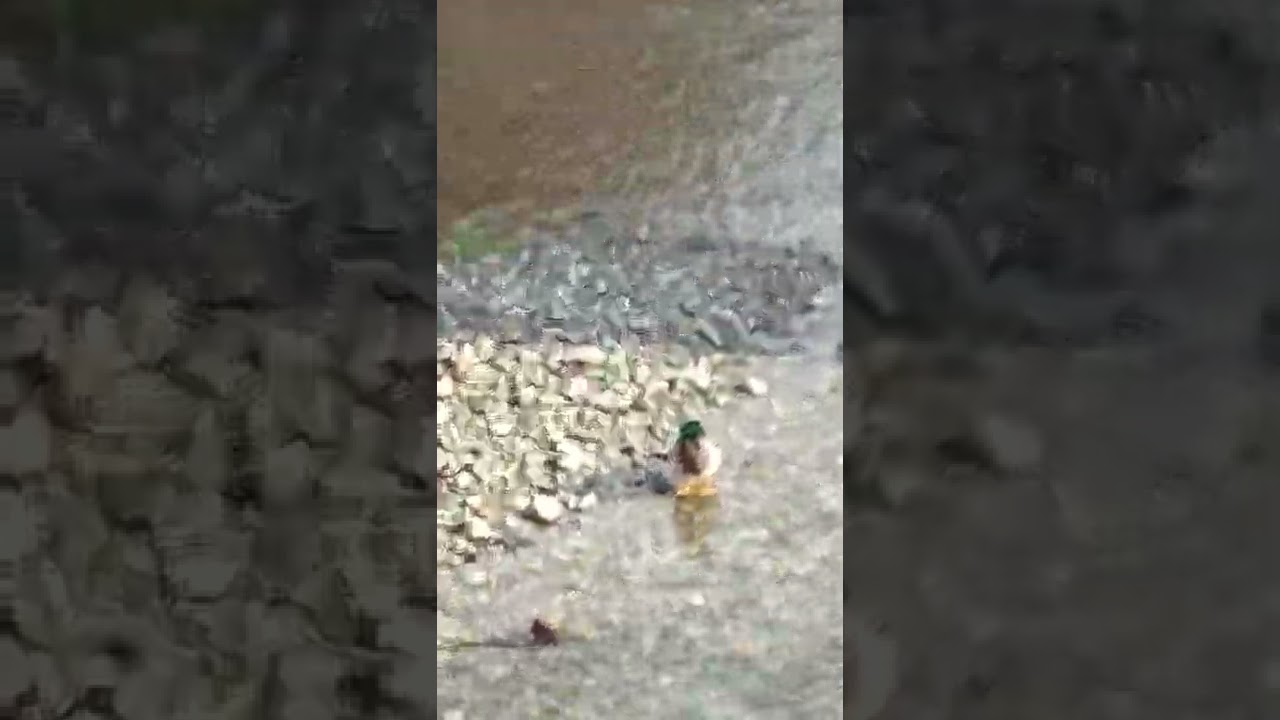 Anatidae 2022/3 - Ducks #Shorts | 💚 Natural ASMR 💖💜💛💚💙