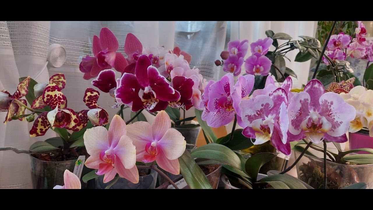 НАРЕШТІ ВЕСНА🌿! ОГЛЯД МОЇХ КРАСУНЬ!💐
