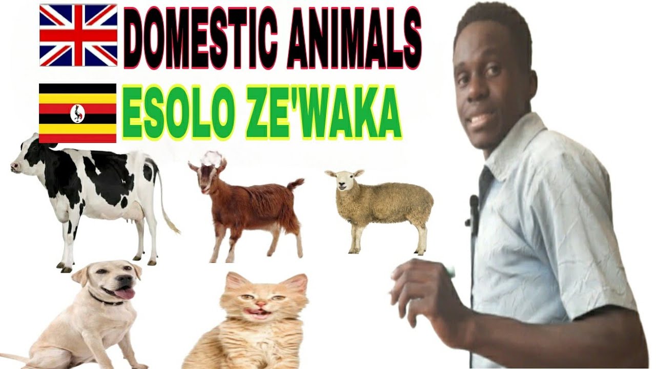 Domestic Animals | 👆Ensolo Zewaka lesson 19.