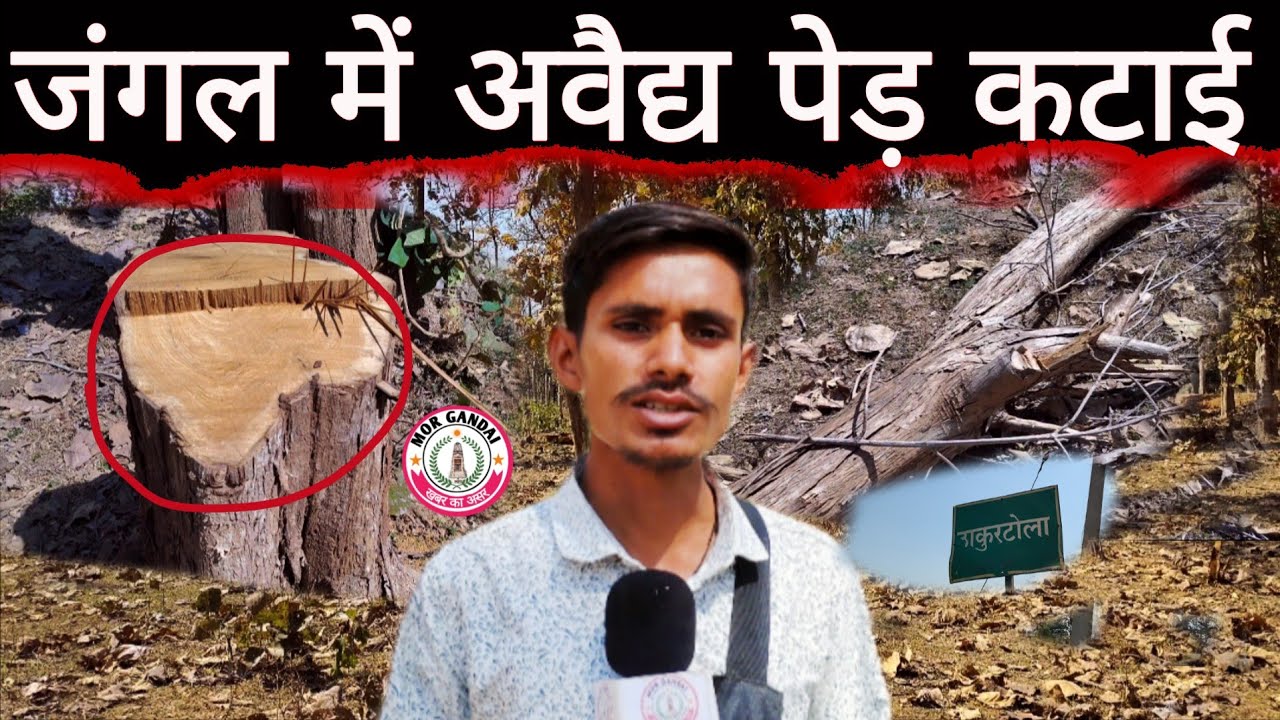 गंडई वनांचल क्षेत्र में हो रहा अवैद्य पेड़ कटाई #forest 