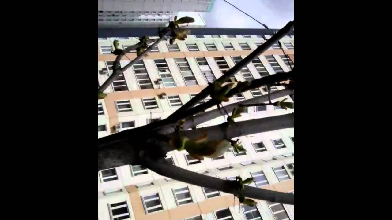 VLOG иду из школы