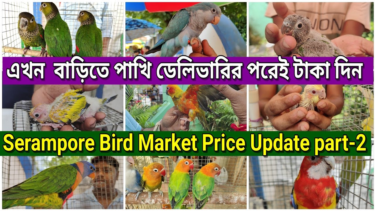 Serampore Exotic Bird Market Price Update 14/7/24। শ্রীরামপুর হাটে আগে পাখি নিন পরে টাকা দিন #birds