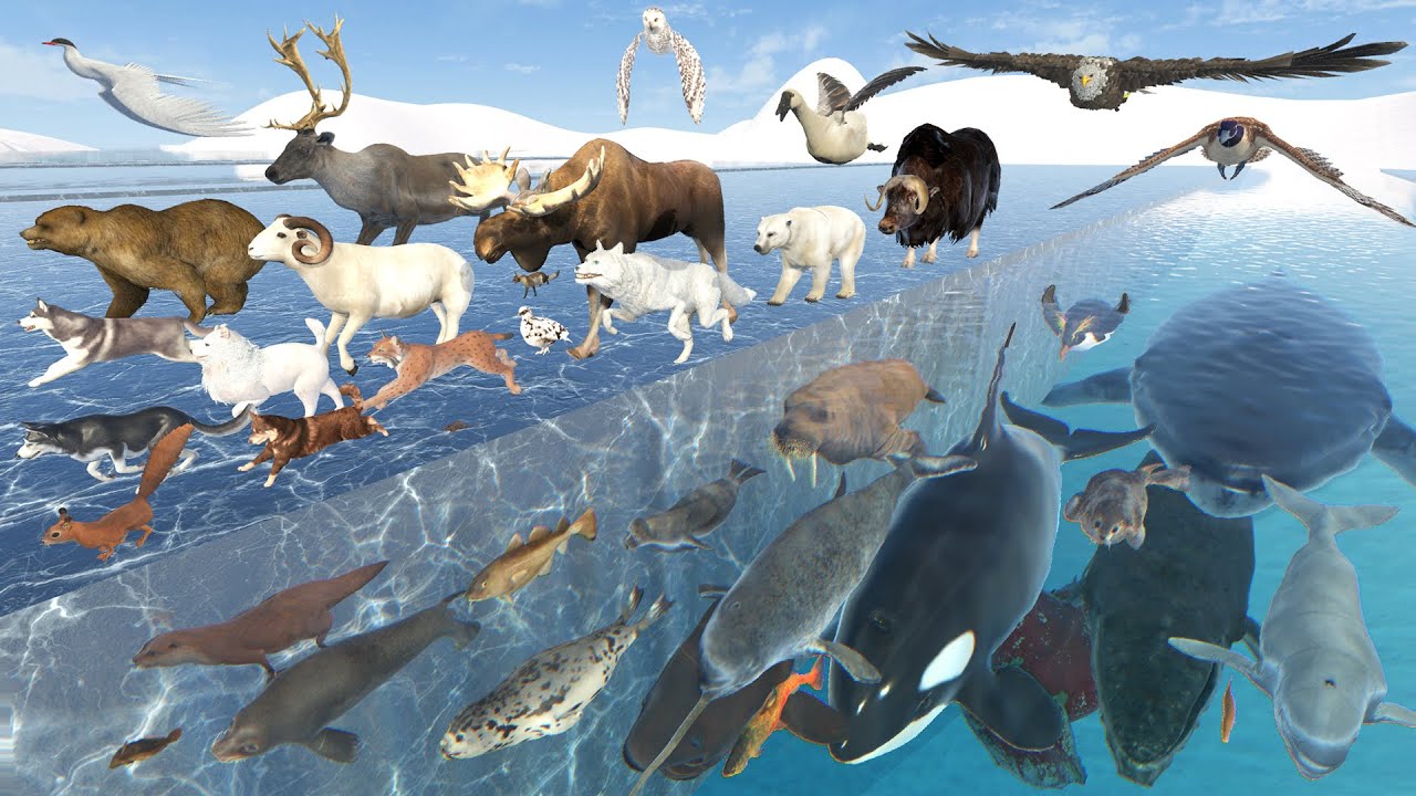 Arctic Animal Speed Comparison | 3D Animation | Real Scale Comparison