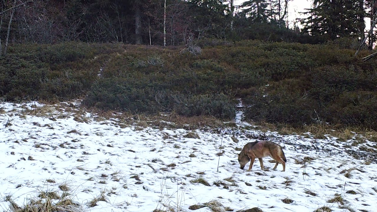 Observations de la faune dans les for&ecirc;ts de Belledonne