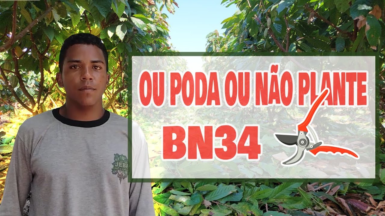 Poda do BN-34 2
