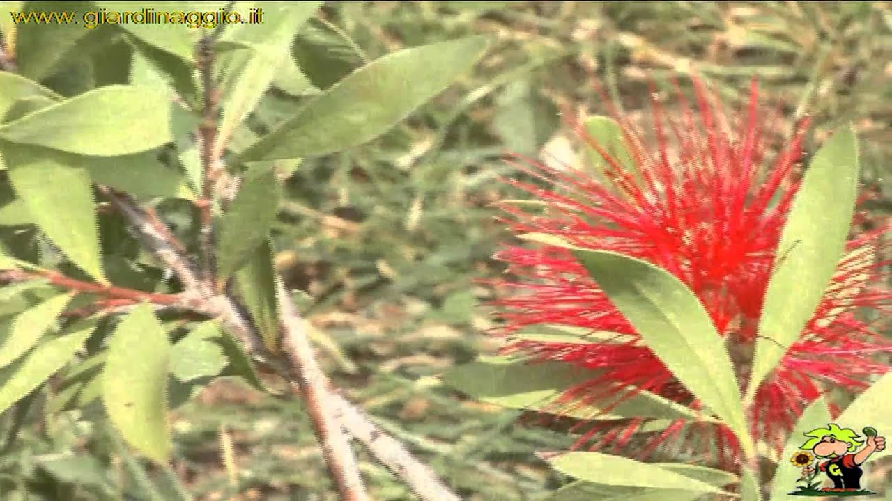 callistemon