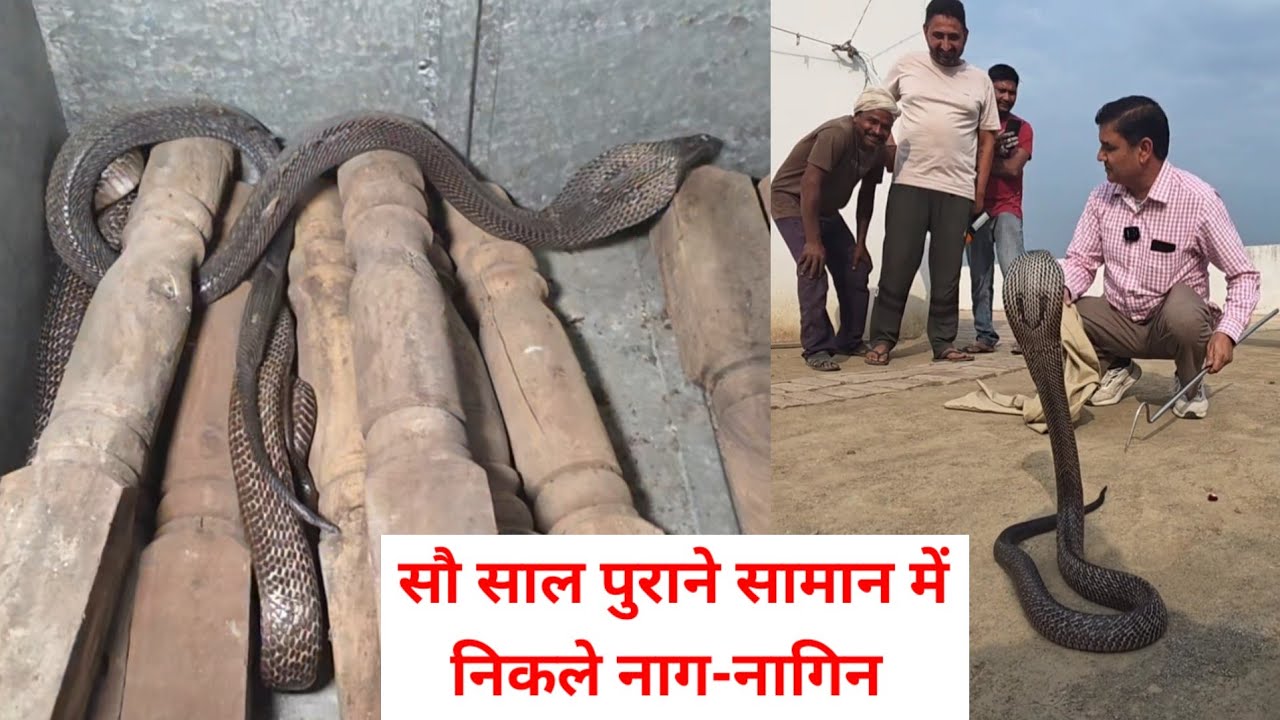 सौ साल पुराने सामान में मिले नाग-नागिन स्नेकमैन सतीश फफड़ाना 9255130130