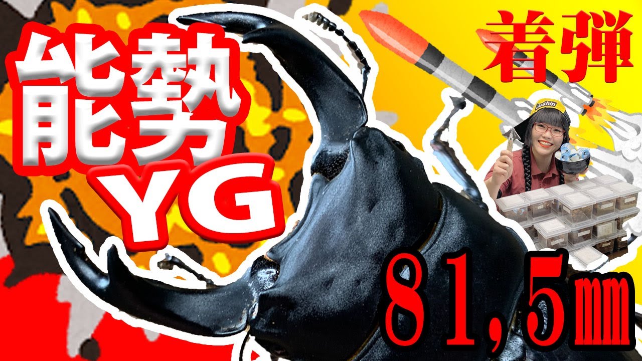 憧れのオオクワ能勢YGがやってきた！！【♂ ８１.５㎜】【♀ ５２.８㎜】