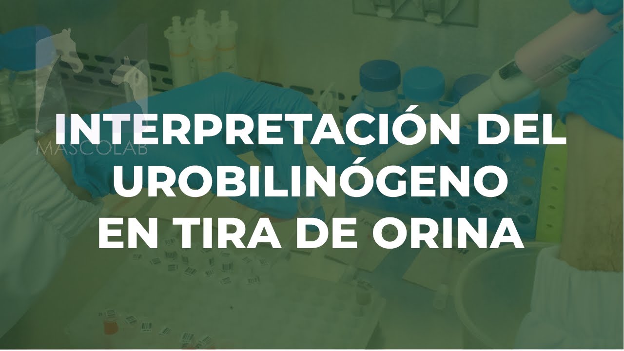 Interpretación del Urobilinógeno en Tira de Orina / GUÍA DE DIAGNÓSTICO DE LABORATORIO VETERINARIO.