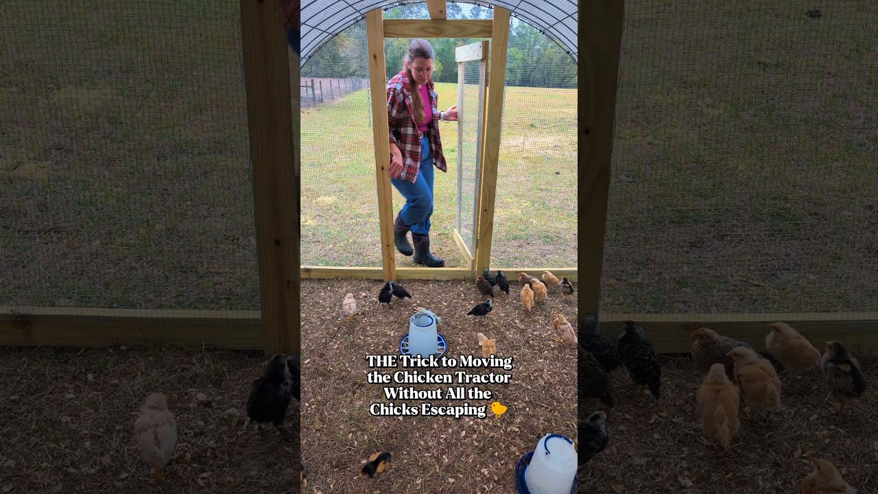 #広告 鶏を乗せた鶏小屋を移動させる最高の裏技！🐔
