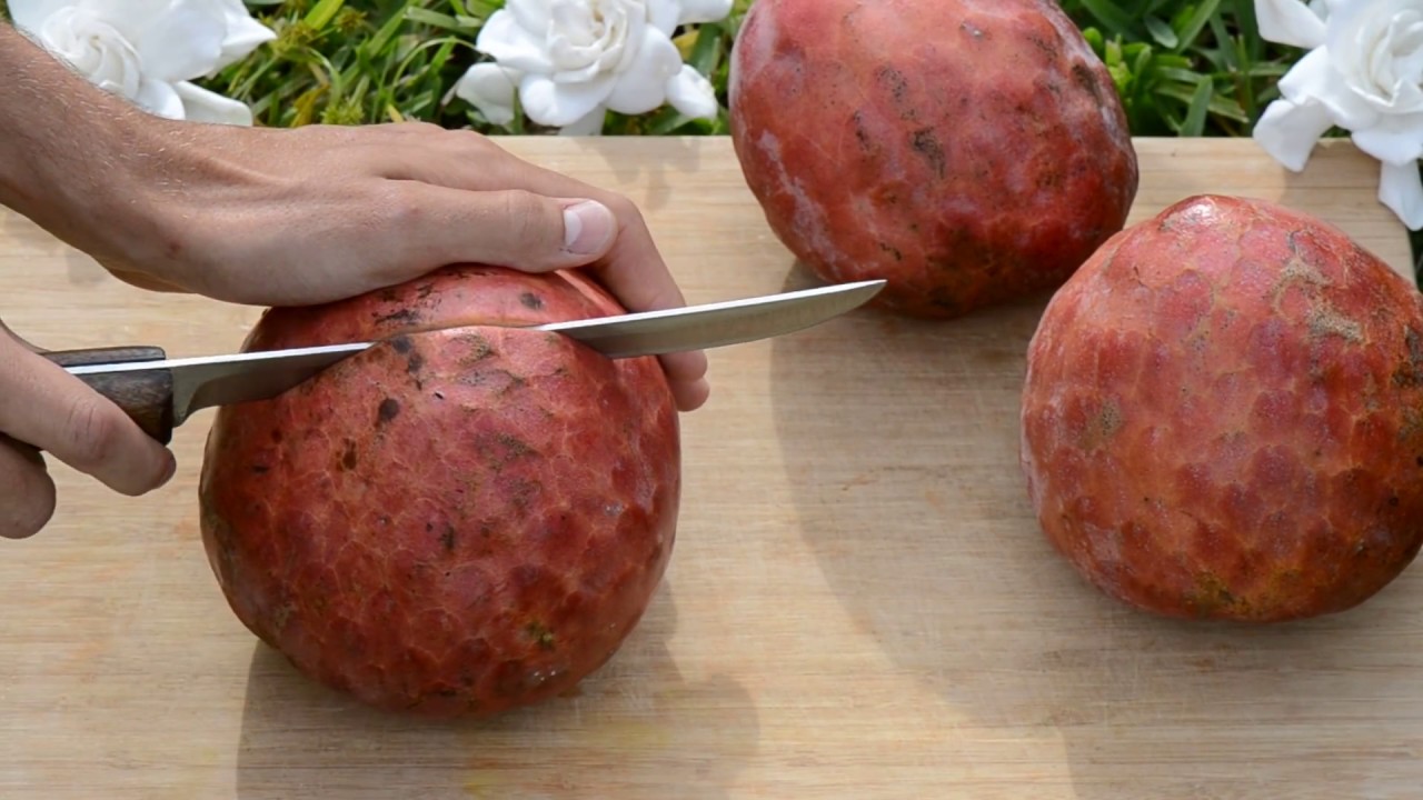 Red Custard Apple Cherimoya Roja