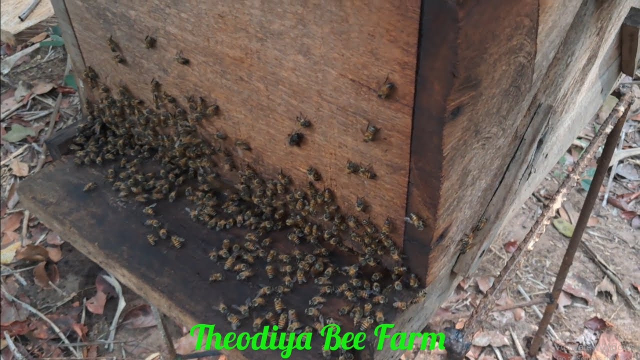 The Art of Rebaiting: Attracting Wild Bee Swarms to Your Hive Boxes
