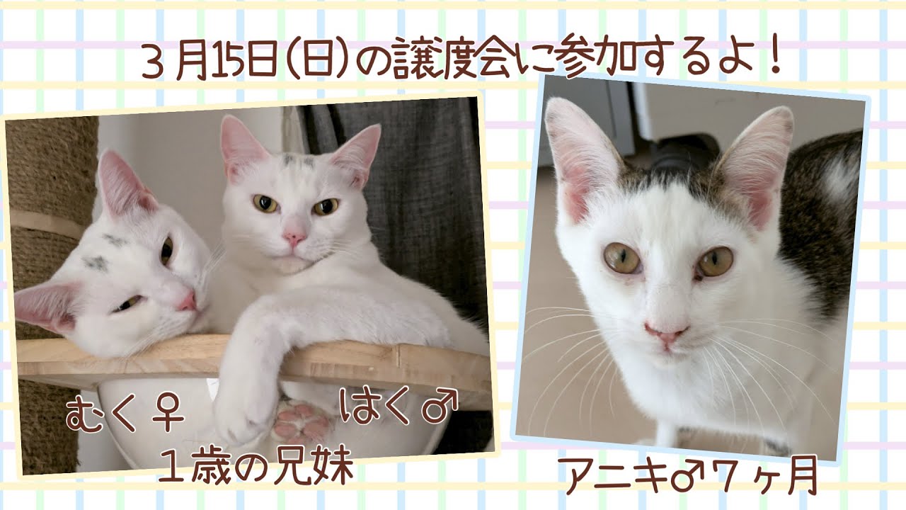 【保護猫譲渡会】2026年3月15日(日）ラブとハッピー　府中支部主催の譲渡会に参加のニャンズ（はく♂、むく♀、アニキ♂）を紹介！