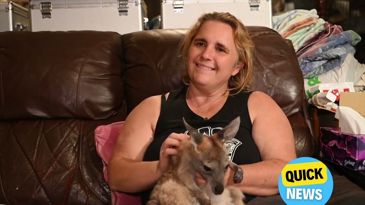 Kangaroo Rescue: Wildlife Enthusiast Saves Over 50 Orphaned Joeys in Queensland