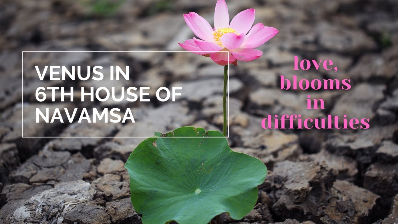 Venus in 6th House of D9/Navamsha chart - Love blooms in struggle & difficulties