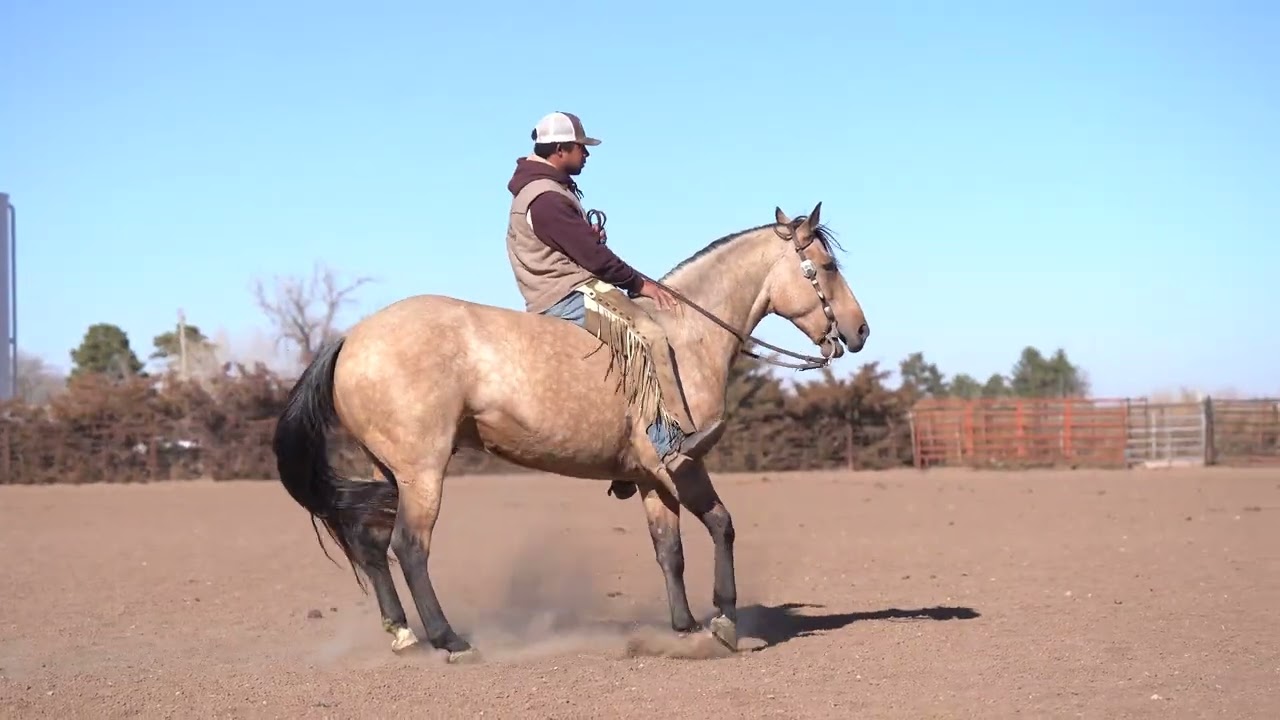 Lynx gorgeous buckskin gelding selling on @horsebid